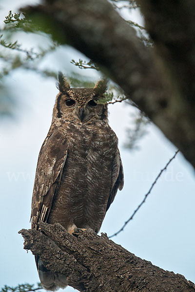 Grauuhu (Bubo cinerascens)