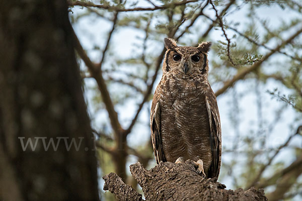 Grauuhu (Bubo cinerascens)