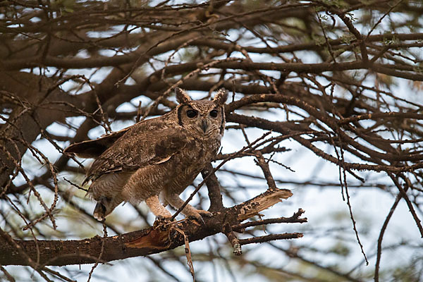 Grauuhu (Bubo cinerascens)