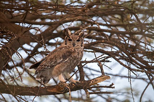 Grauuhu (Bubo cinerascens)