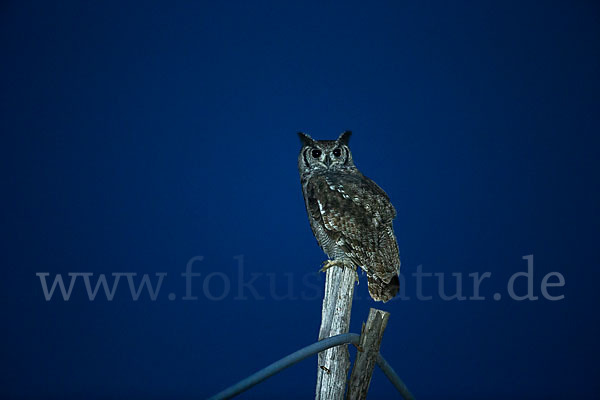 Grauuhu (Bubo cinerascens)