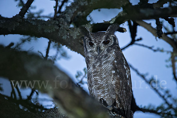 Grauuhu (Bubo cinerascens)