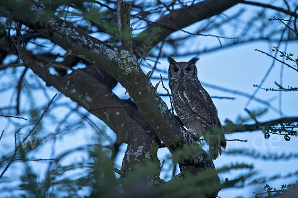 Grauuhu (Bubo cinerascens)