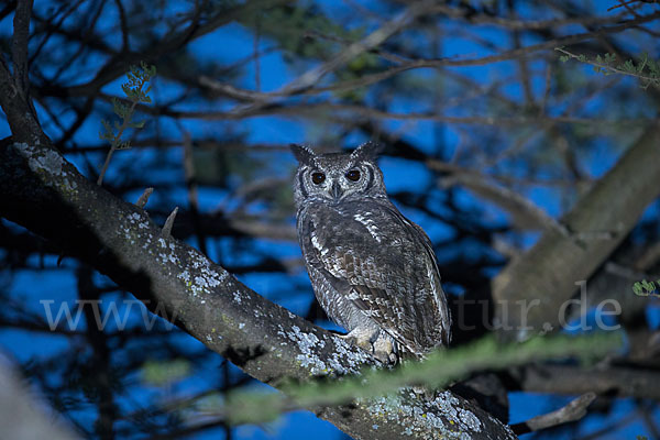 Grauuhu (Bubo cinerascens)