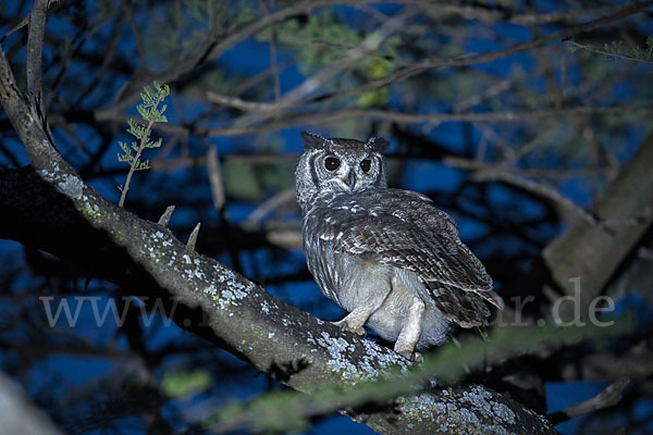 Grauuhu (Bubo cinerascens)