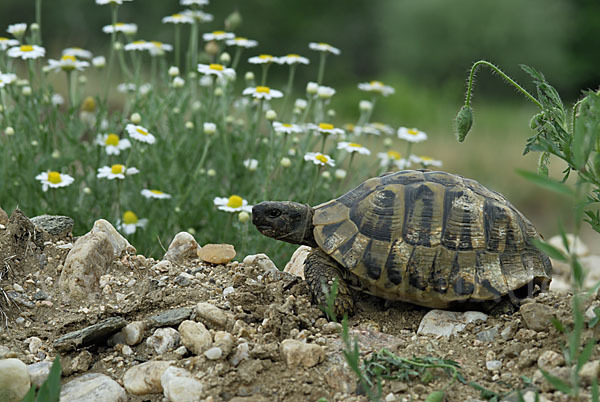 Griechische Landschildkröte (Testudo hermanni)