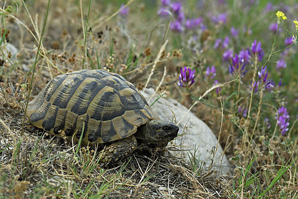 Griechische Landschildkröte (Testudo hermanni)