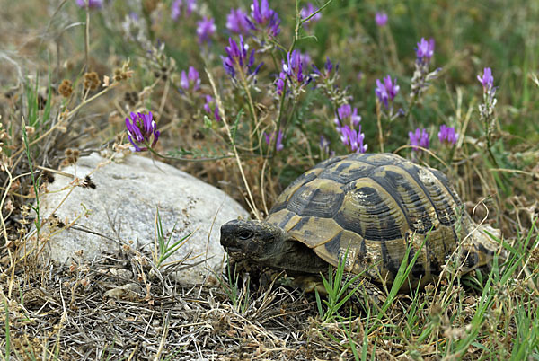 Griechische Landschildkröte (Testudo hermanni)