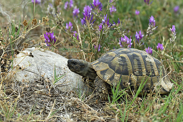 Griechische Landschildkröte (Testudo hermanni)