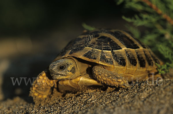 Griechische Landschildkröte (Testudo hermanni)