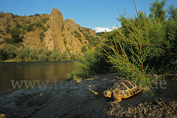 Griechische Landschildkröte (Testudo hermanni)