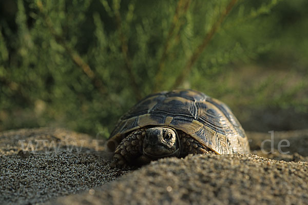 Griechische Landschildkröte (Testudo hermanni)