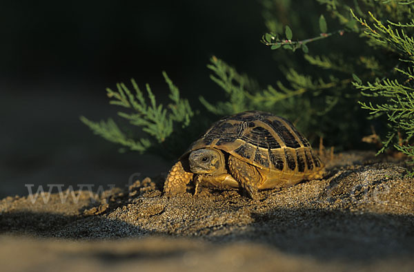 Griechische Landschildkröte (Testudo hermanni)