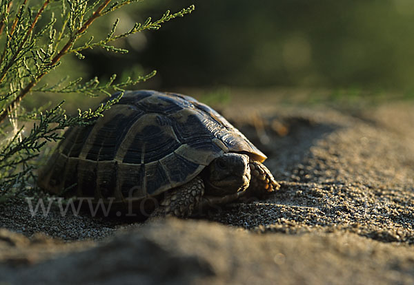 Griechische Landschildkröte (Testudo hermanni)