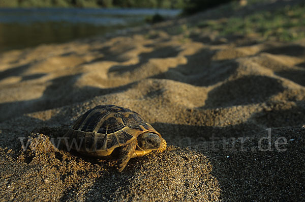 Griechische Landschildkröte (Testudo hermanni)