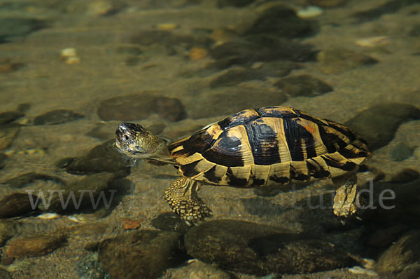 Griechische Landschildkröte (Testudo hermanni)