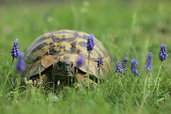 Griechische Landschildkröte (Testudo hermanni)