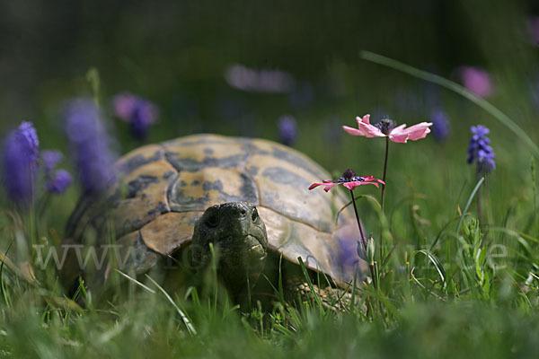 Griechische Landschildkröte (Testudo hermanni)