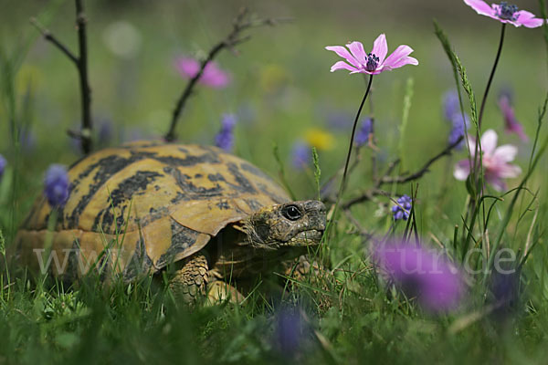 Griechische Landschildkröte (Testudo hermanni)