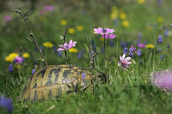 Griechische Landschildkröte (Testudo hermanni)