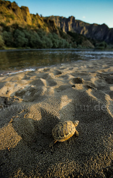 Griechische Landschildkröte (Testudo hermanni)