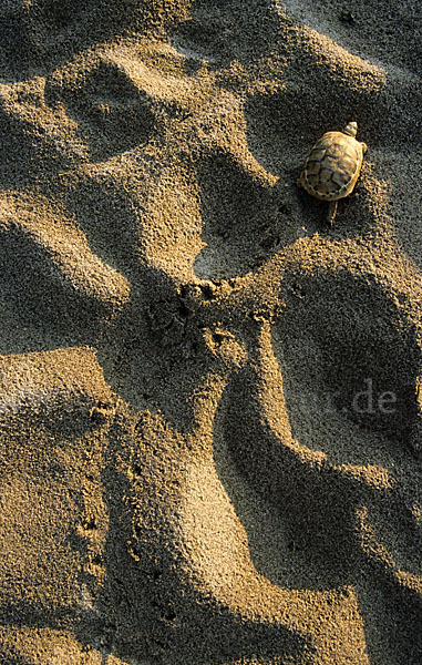 Griechische Landschildkröte (Testudo hermanni)