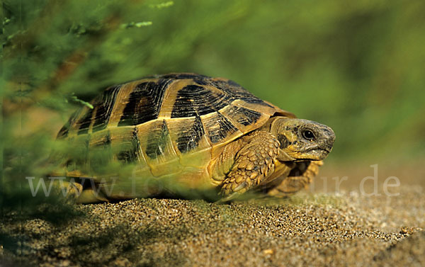 Griechische Landschildkröte (Testudo hermanni)