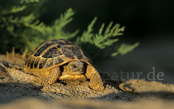 Griechische Landschildkröte (Testudo hermanni)