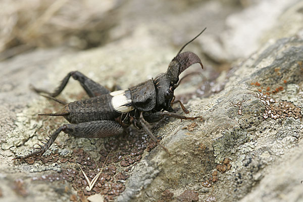 Grille spec. (Sciobia lusitanica)