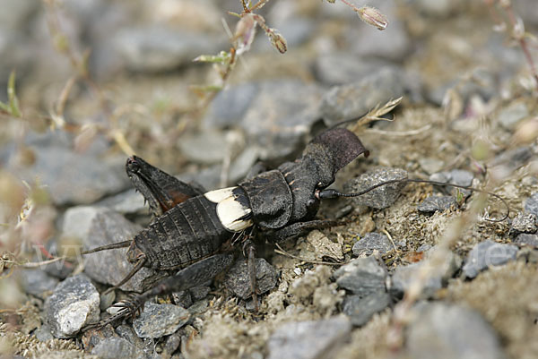 Grille spec. (Sciobia lusitanica)