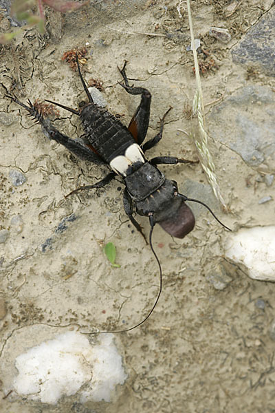 Grille spec. (Sciobia lusitanica)