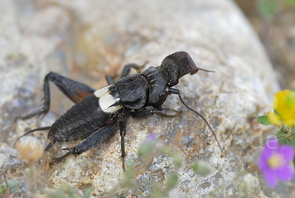 Grille spec. (Sciobia lusitanica)