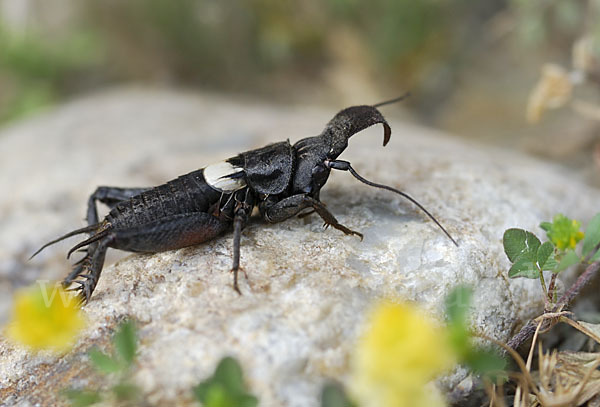 Grille spec. (Sciobia lusitanica)