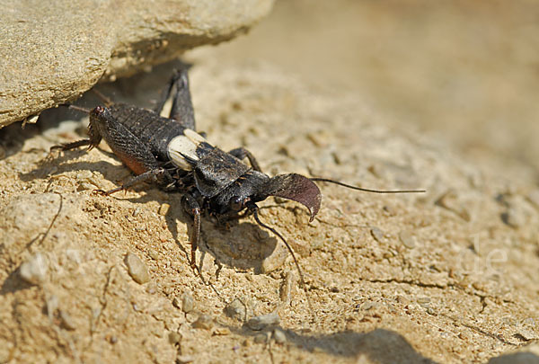 Grille spec. (Sciobia lusitanica)