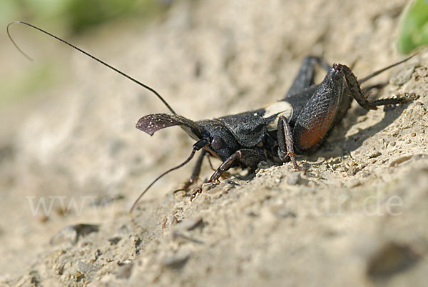 Grille spec. (Sciobia lusitanica)