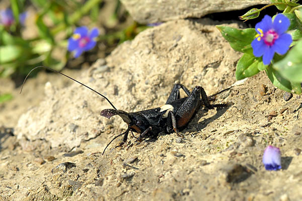 Grille spec. (Sciobia lusitanica)