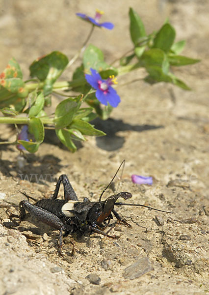 Grille spec. (Sciobia lusitanica)