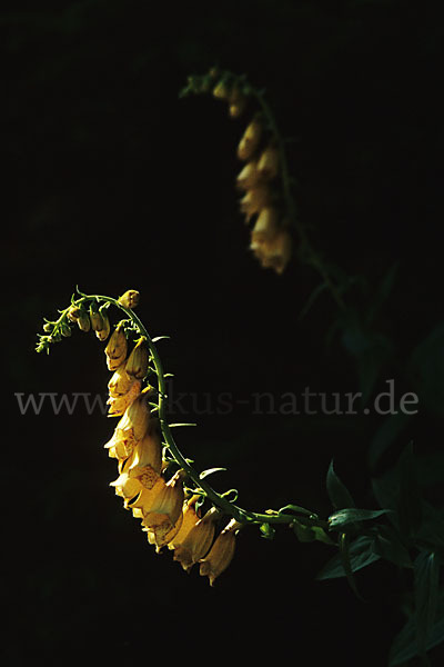 Großblütiger Fingerhut (Digitalis grandiflora)