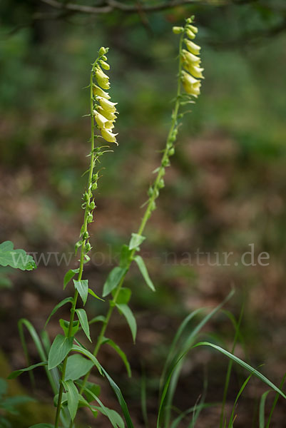 Großblütiger Fingerhut (Digitalis grandiflora)