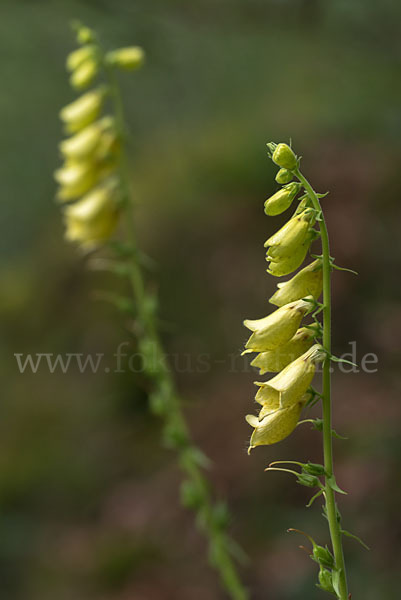 Großblütiger Fingerhut (Digitalis grandiflora)