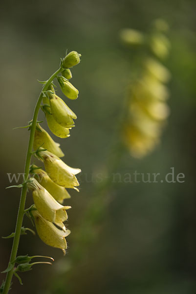 Großblütiger Fingerhut (Digitalis grandiflora)