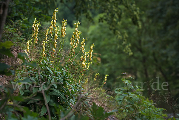 Großblütiger Fingerhut (Digitalis grandiflora)