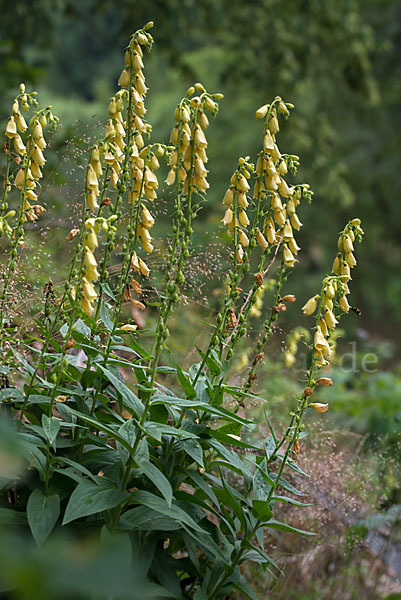 Großblütiger Fingerhut (Digitalis grandiflora)