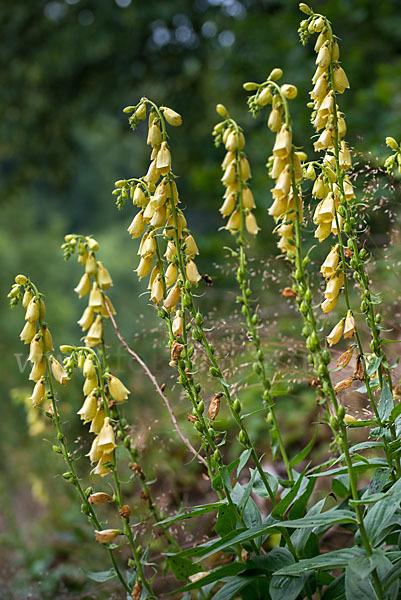 Großblütiger Fingerhut (Digitalis grandiflora)