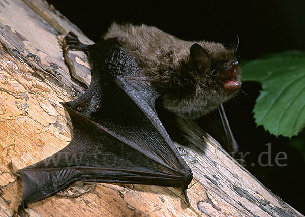 Große Bartfledermaus (Myotis brandti)