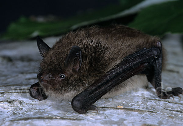 Große Bartfledermaus (Myotis brandti)