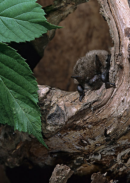 Große Bartfledermaus (Myotis brandti)