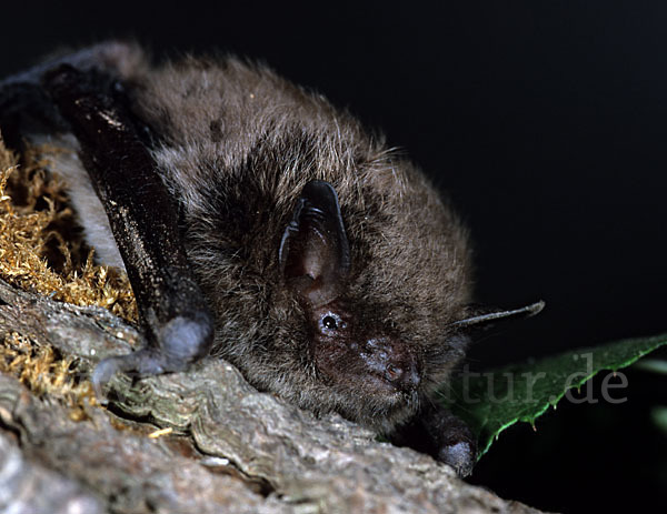 Große Bartfledermaus (Myotis brandti)