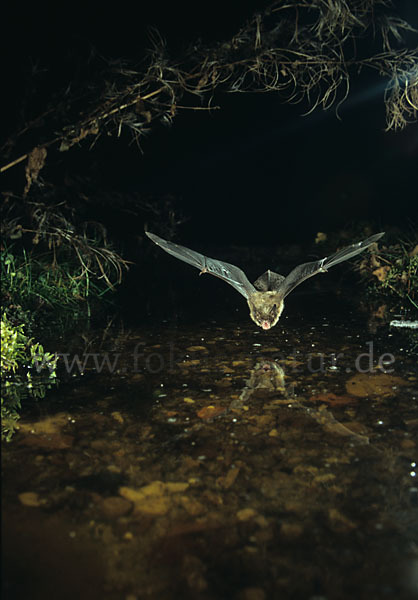 Große Bartfledermaus (Myotis brandti)