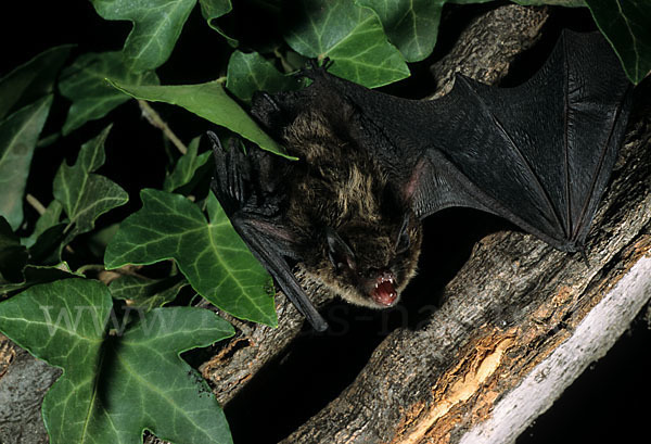 Große Bartfledermaus (Myotis brandti)